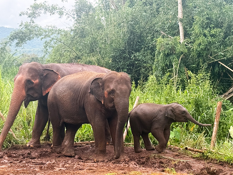 Elephant Sanctuary, Long Neck & Sticky Waterfall Tour