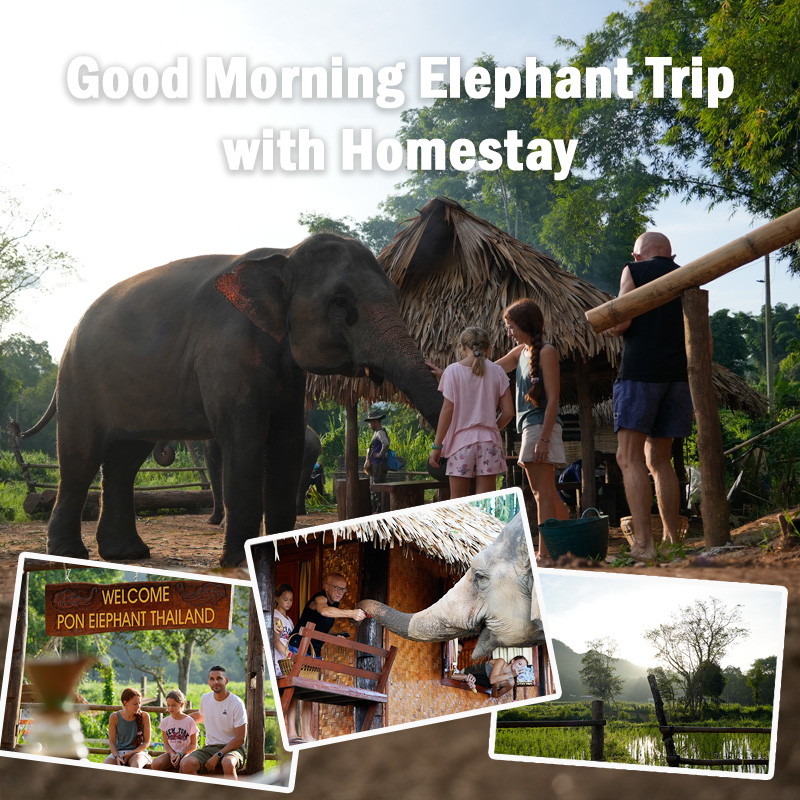 Chiang Mai 2-Day: Good Morning Elephant Trip with Homestay
