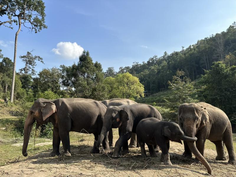 Elephant Sanctuary, Waterfall & Bamboo Rafting