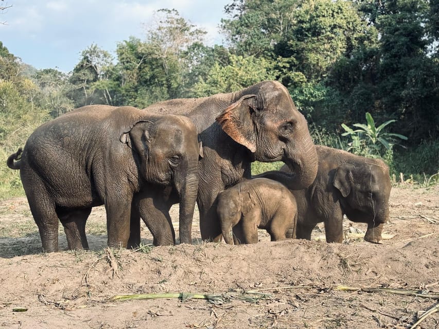 Elephant Sanctuary Feeding Program Half-Day Tour